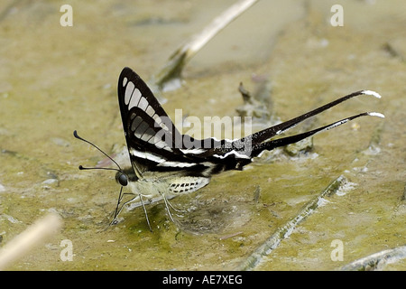 White Dragontail Swallowtail (Lamproptera, curius curius), boire, Thaïlande Banque D'Images