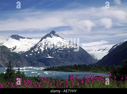 L'épilobe, blooming sally, rosebay willow-herb, grand willow-herb (Epilobium angustifolium, Chamaenerion angustifolium), vue vo Banque D'Images