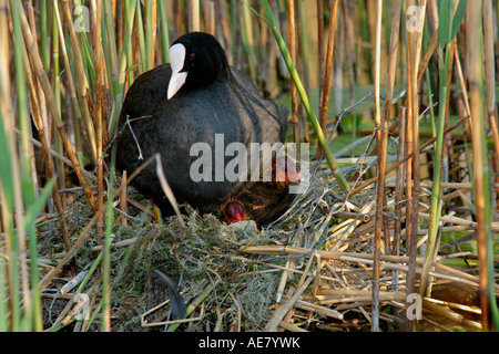 Black Foulque macroule (Fulica atra), femme avec des poussins au nid, Allemagne, Bavière, Staffelsee Banque D'Images