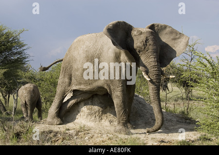 L'éléphant africain (Loxodonta africana), vache et son veau se frotter à la colline de termites, Namibie, Etosha NP Banque D'Images