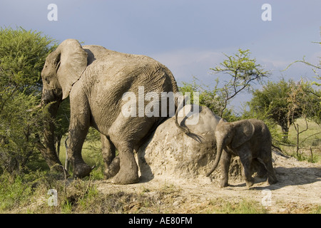 L'éléphant africain (Loxodonta africana), vache et son veau se frotter à la colline de termites, Namibie, Etosha NP Banque D'Images