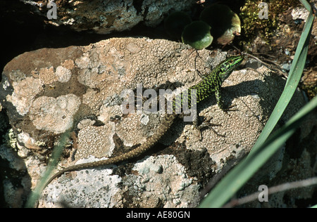 L'Italien lézard des murailles lézard, ruine, lézard des murailles (Podarcis sicula, cettii cettii Lacerta sicula), prendre le soleil, l'Italie, Sardaigne Banque D'Images