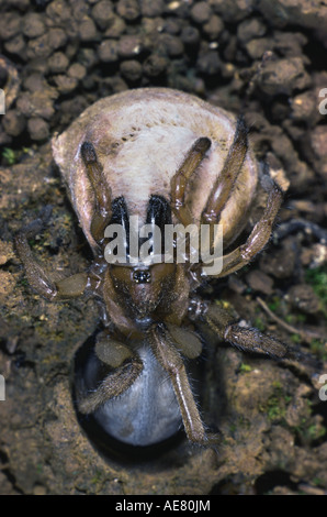 Trapdoor (Cteniza sauvagesi araignée), dans la grotte avec trappe ouverte Banque D'Images