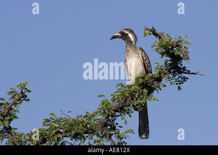 Calao gris d'Afrique (Tockus nasutus), assis sur une branche, Namibie, Etosha NP Banque D'Images