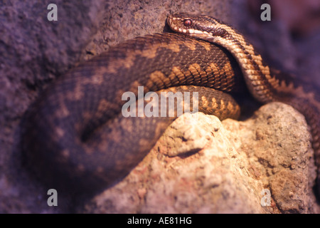 Serpent (Vipera berus, adder, viper) dans un réservoir de terrarium Banque D'Images