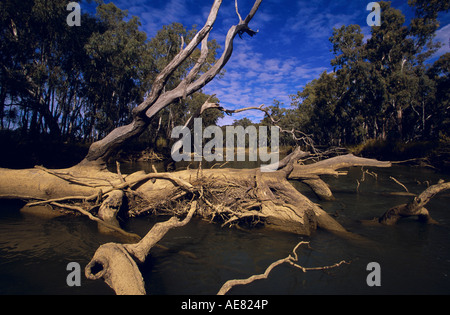 Les arbres tombés bloquant river, Victoria, Australie Banque D'Images