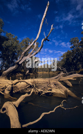 Les arbres tombés bloquant river, Victoria, Australie Banque D'Images