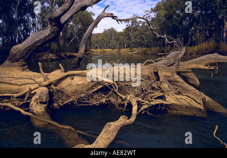 Les arbres tombés bloquant river, Victoria, Australie Banque D'Images