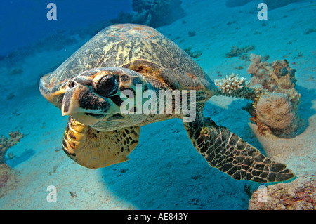 Prise de vue au grand angle de tortue de mer verte à la découverte de l'appareil photo. Banque D'Images