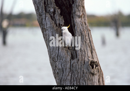 Teneur en soufre cacatoès soufré dans dead tree eucalyptus utilisés pour la nidification, l'Australie Banque D'Images