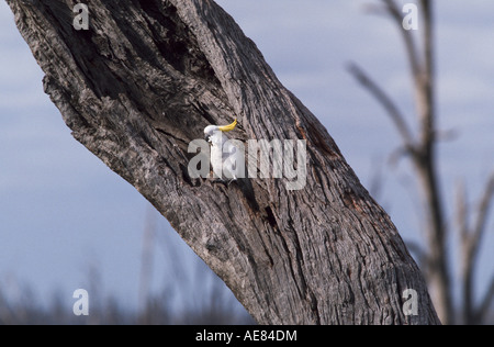 Teneur en soufre cacatoès soufré dans dead tree eucalyptus utilisés pour la nidification, l'Australie Banque D'Images