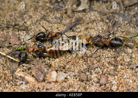 Les fourmis des bois Formica rufa avec Earwig Banque D'Images