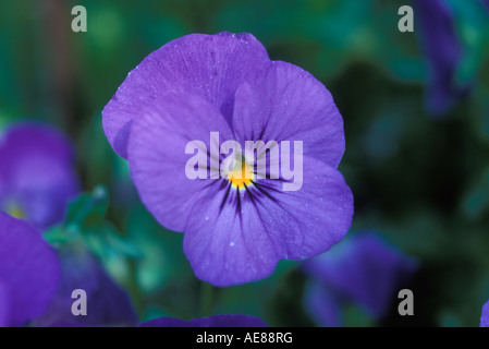 Seul pourpre Violet Banque D'Images