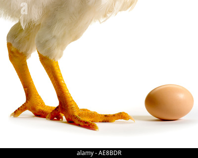 Debout à côté du poulet aux oeufs Banque D'Images