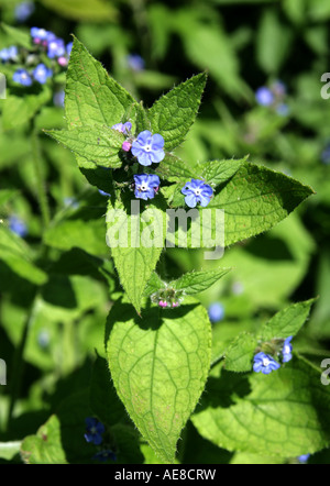 Orcanette vert, Pentaglottis sempervirens, Boraginacées Banque D'Images