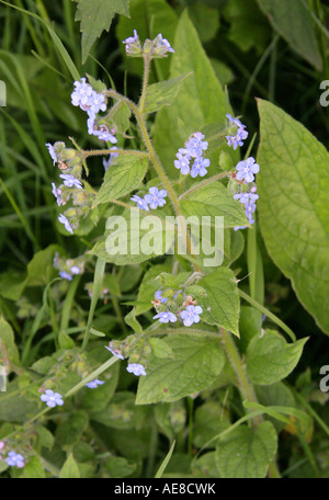 Orcanette vert, Pentaglottis sempervirens, Boraginacées Banque D'Images