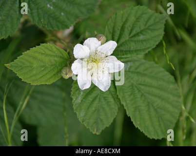 Fleur de ronce, Rubus fruticosus, Rosaceae. Banque D'Images