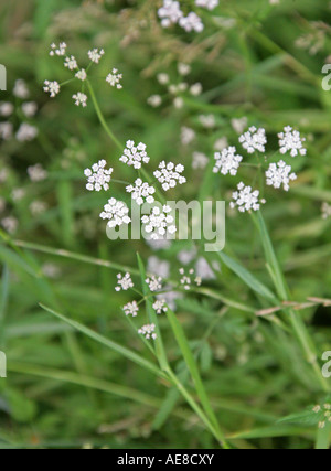 Burnet saxifrage, Pimpinella saxifraga, Apiaceae, Umbelliferae Banque D'Images