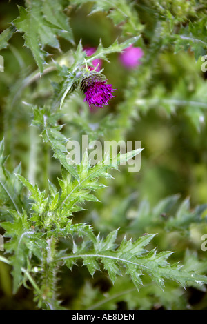 Thistle Carduus nutans, musqué, de la famille des Astéracées. Banque D'Images
