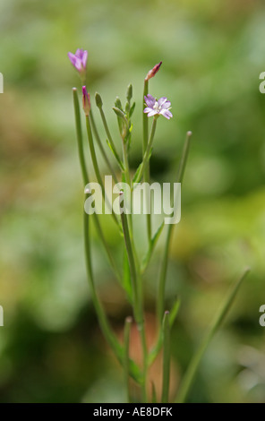 Marais Willowherb, Epilobium palustre Banque D'Images