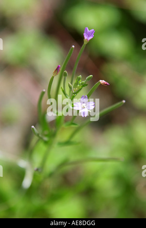 Marais Willowherb, Epilobium palustre Banque D'Images