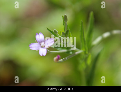 Marais Willowherb, Epilobium palustre Banque D'Images