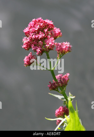 Rouge valériane, rubère Centranthus, Valerianaceae. Croissance par l'eau Banque D'Images