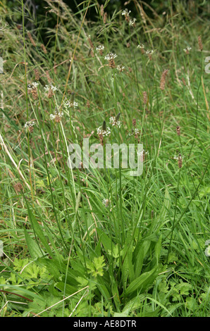 Ribwort Plantain, Plantago lanceolata, Plantaginaceae Banque D'Images