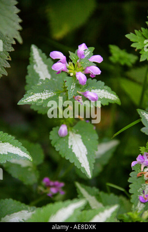 Tétée morte tachetée ou étain rose, Lamium maculatum, Lamiaceae, Labiatae Banque D'Images