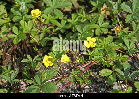 Potentille rampante Potentilla reptans Rosaceae Banque D'Images