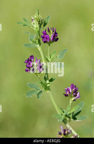 La Luzerne Luzerne Medicago sativa Fabacées (Légumineuses) Banque D'Images