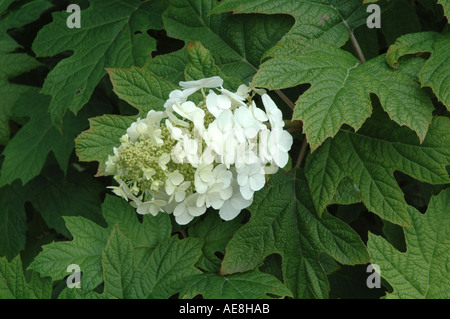 L'Hydrangea quercifolia Snowflake Banque D'Images