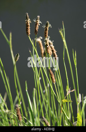 Ribwort Plantain, Plantago lanceolata, Plantaginaceae Banque D'Images