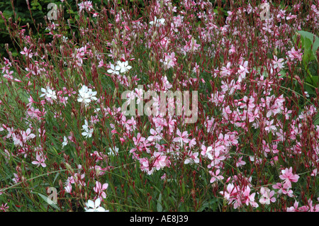 Gaura lindheimeri Rose Siskiyou Banque D'Images