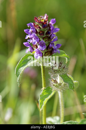 Self Heal, Prunella vulgaris, Lamiaceae. Labiatae Banque D'Images