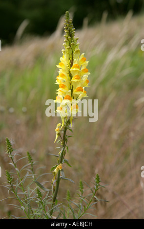 La linaire commune Linaria vulgaris Scrophulariaceae Banque D'Images