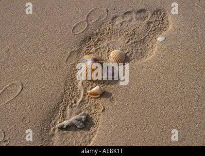 Coquilles de mer et d'une empreinte sur une plage isolée, le long de la côte Pacifique du Costa Rica, près de la baie Drake, Costa Rica. Banque D'Images