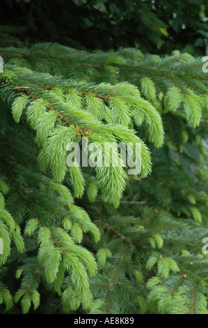 Picea abies l'arbre de Noël l'épinette de Norvège Banque D'Images