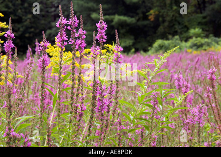 La salicaire Lythrum salicaria Herbe à poux Ambrosia artemisiifolia les mauvaises herbes envahissantes de dépasser l'ancien étang à Manlius New York Banque D'Images