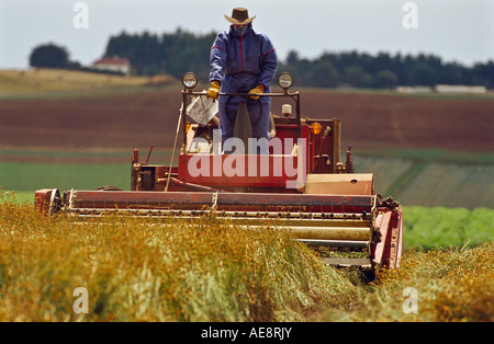 Le pyrèthre coupe avec ancien cutter standup-rameur, Tasmanie, Australie, Banque D'Images
