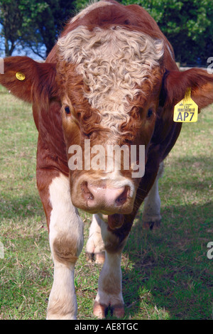 Sur les pâturages de la ferme de la vache, île du Nord Nouvelle-zélande Banque D'Images