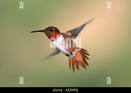 Allen's Hummingbird en vol Banque D'Images