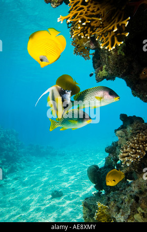 Groupe de poissons coralliens se cacher dans l'ombre. Banque D'Images