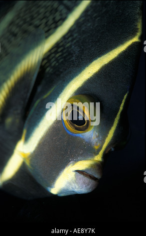Pomacanthus paru en français ou poissons-anges, Pomacanthidae Banque D'Images