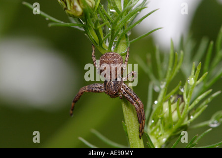 C'est une araignée crabe xysticus cristatus (probablement) assis sur une plante. Banque D'Images