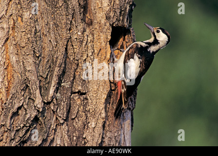 République Woodpecker Dendrocopos syriacus femelle à cavité de nidification Illmitz Lac de Neusiedl Autriche Mai 1996 Banque D'Images