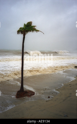 Palmier sur plage avec l'océan rugueux derrière lors de l'ouragan dans la région de Baja California au Mexique Banque D'Images