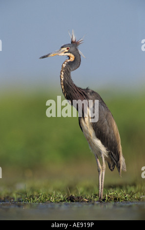 Aigrette tricolore Egretta tricolor hot Lake Corpus Christi Texas USA Mai 2003 Banque D'Images