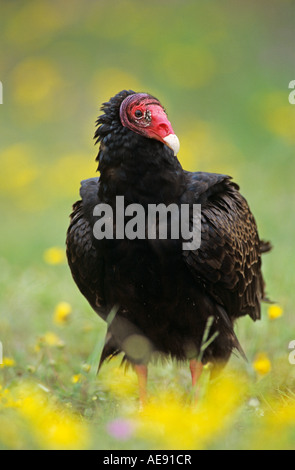 Urubu Cathartes aura des profils dans les fleurs sauvages Willacy County Rio Grande Valley Texas USA Avril 2004 Banque D'Images