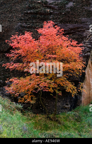 En automne de l'érable Banque D'Images